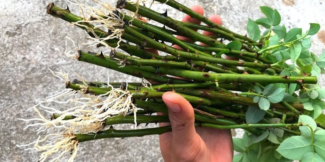 Размножаю растения круглый год. Сок алоэ дает корни даже зимой