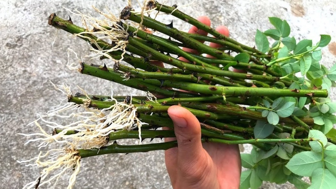 Результат зимнего укоренения с соком алоэ - такие корни за 3 недели