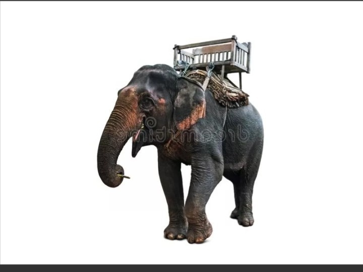 Фото из интернета 