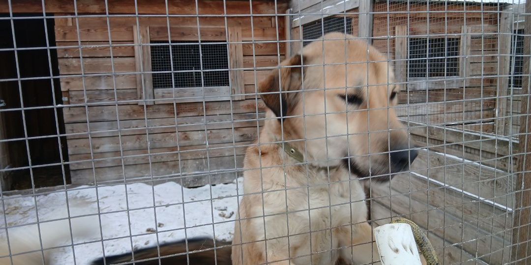 Зима, сложное время для приюта, стараемся удержаться на плаву