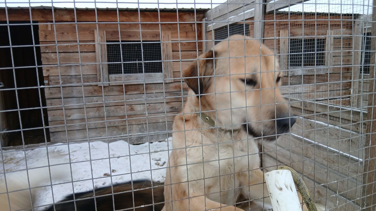 Один из многочисленных жителей приюта