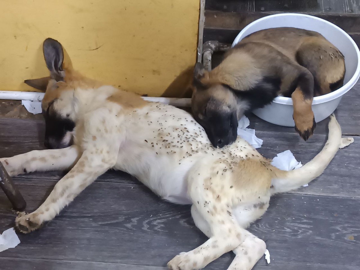Щенки, проживающие в служебном помещении приюта, нашалились, наигрались и сладко спят