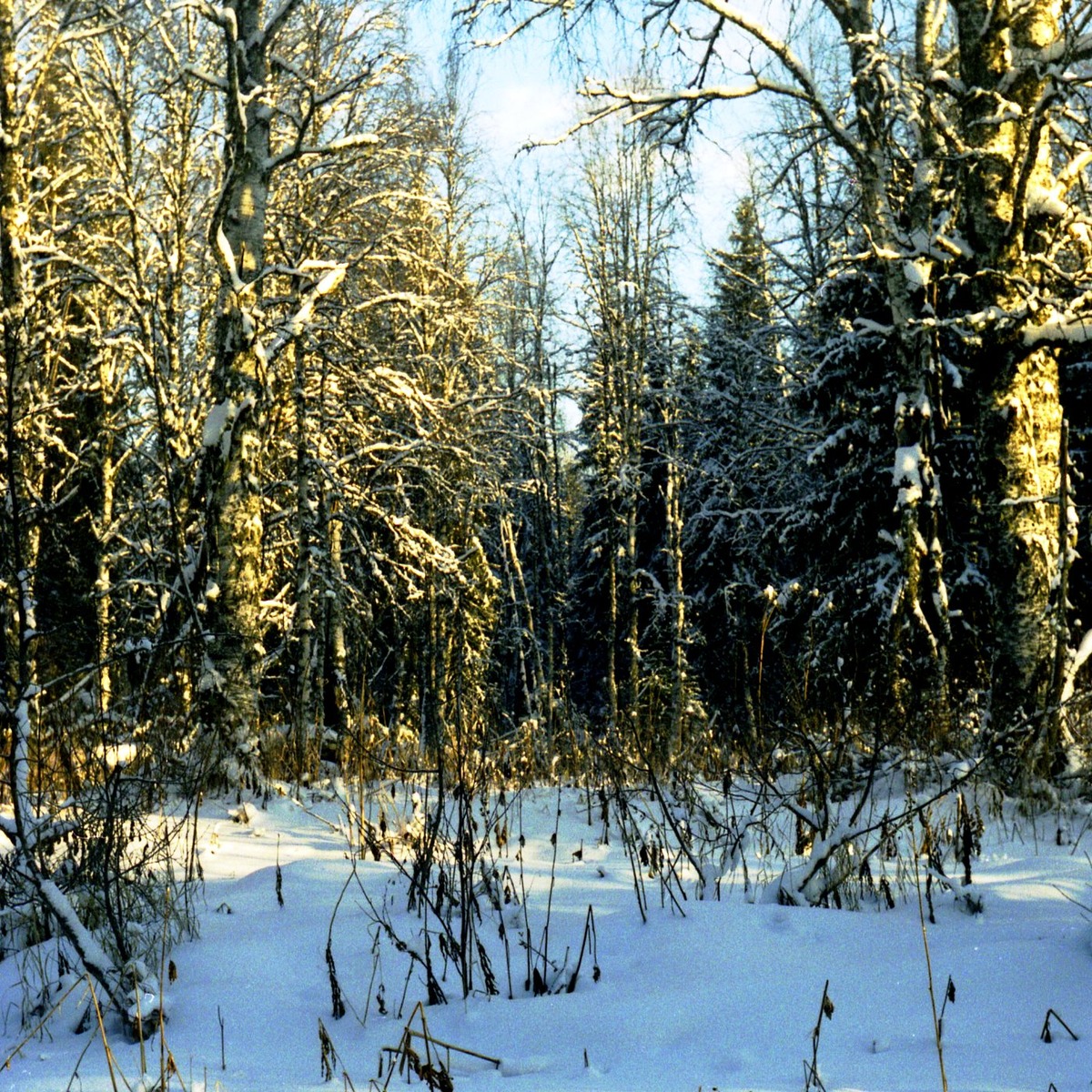 голодная пойма