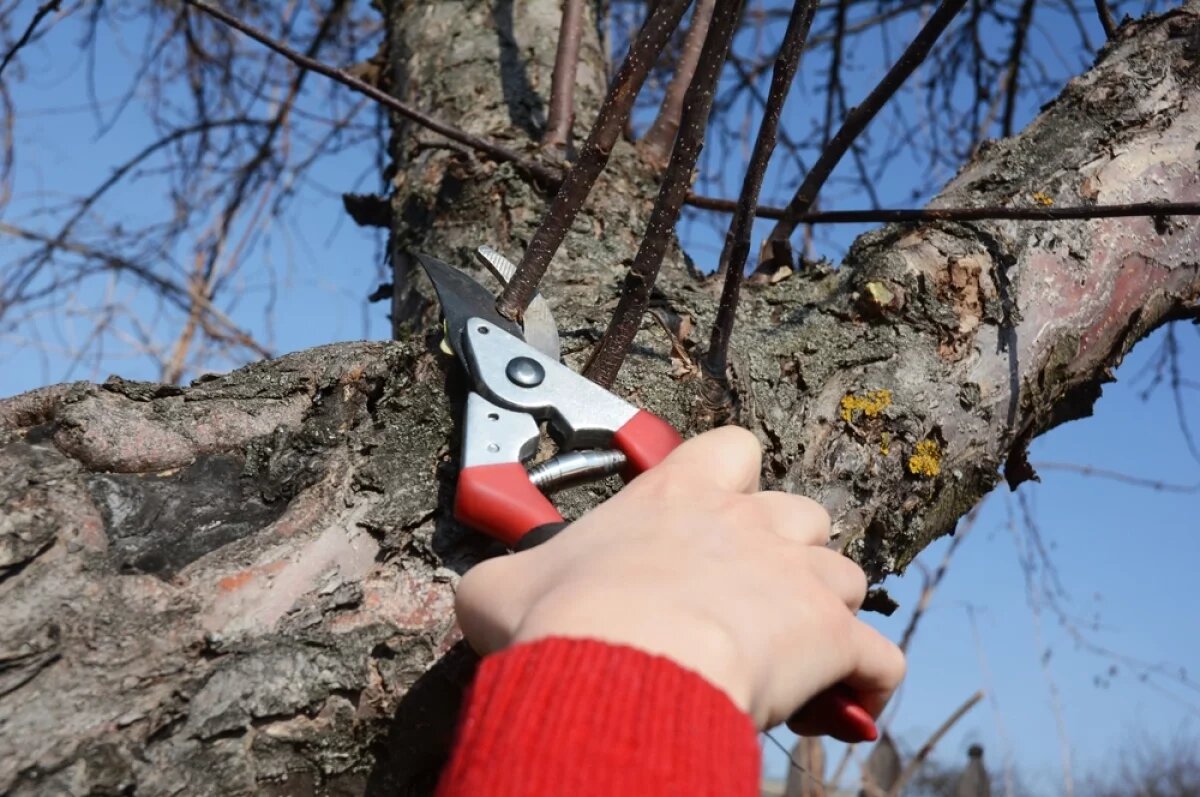    У всех деревьев одна проблема.