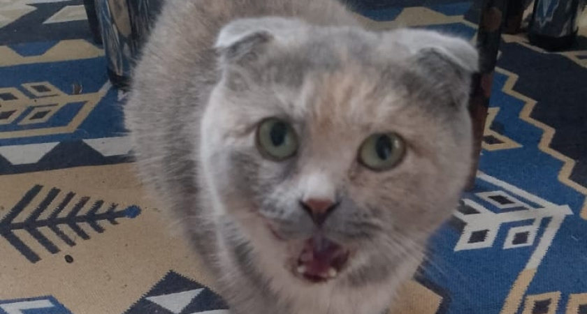    фото bryansk.news