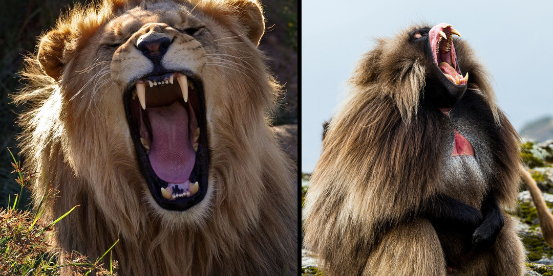 Гелада: Примат, который правит как лев. Грива, клыки и вечные кровавые разборки