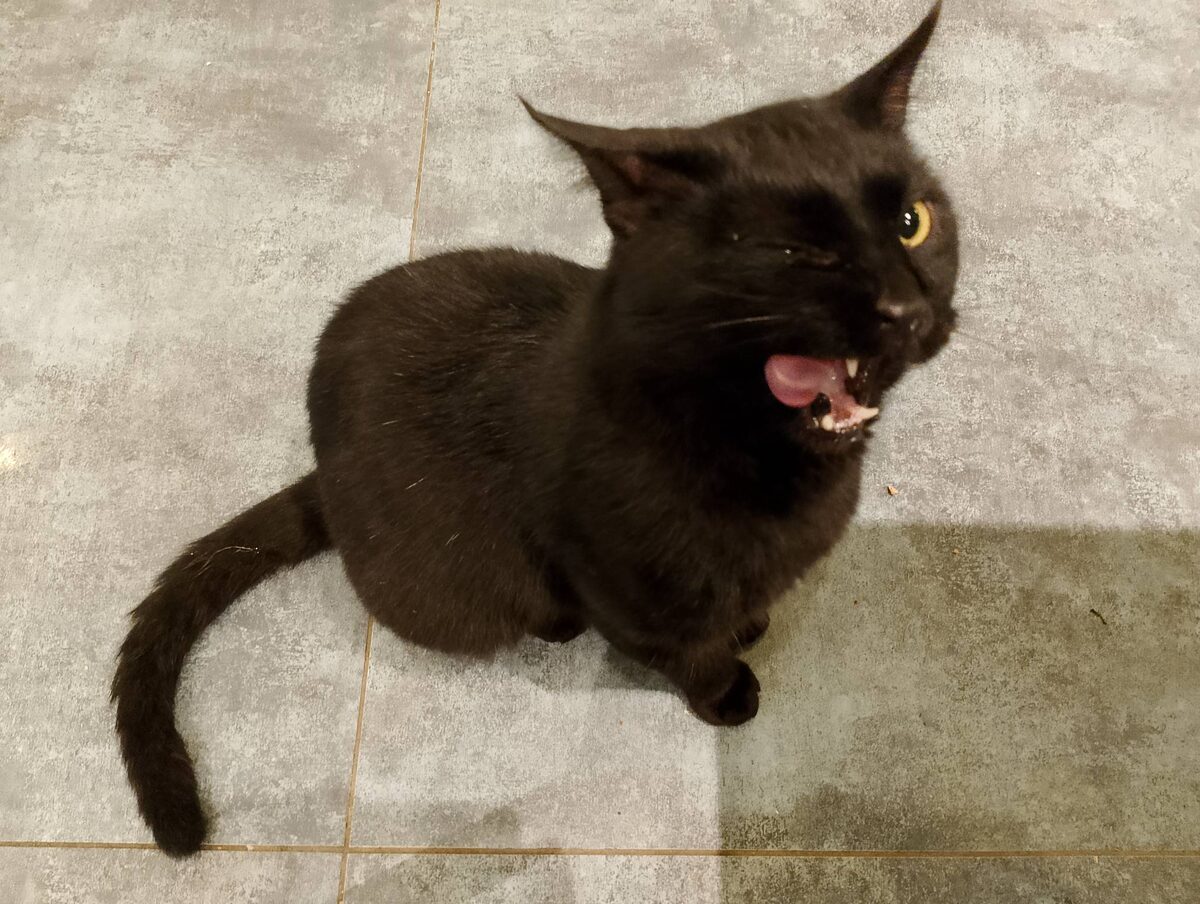 Киса тоже кажется мягкой и пушистой, пока пасть не раскроет