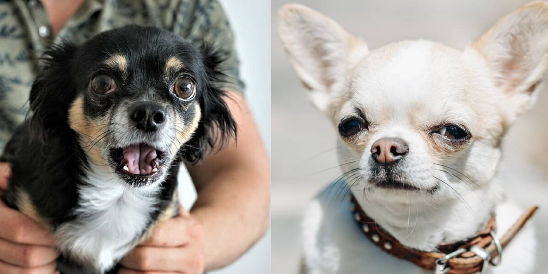 Почему Чихуахуа злая порода и как исправить ее поведение
