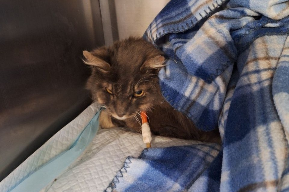   Кот встретил спасителей шипением, а сейчас чувствует себя гораздо лучше. Фото: чат поисков Челси