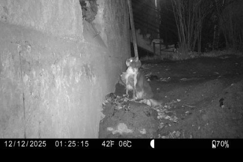    Волонтеры искали кота по всему району, но он прятался в подвале дома неподалеку. Незадолго до поимки даже попал на камеру фотоловушки. Фото: чат поисков Челси