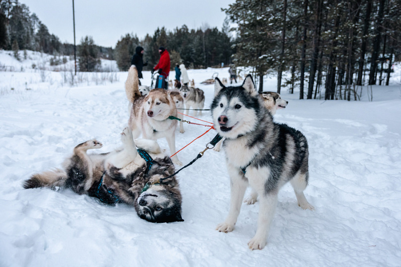 Новогодняя сказка: где отдохнуть в Сургутском районе на каникулах