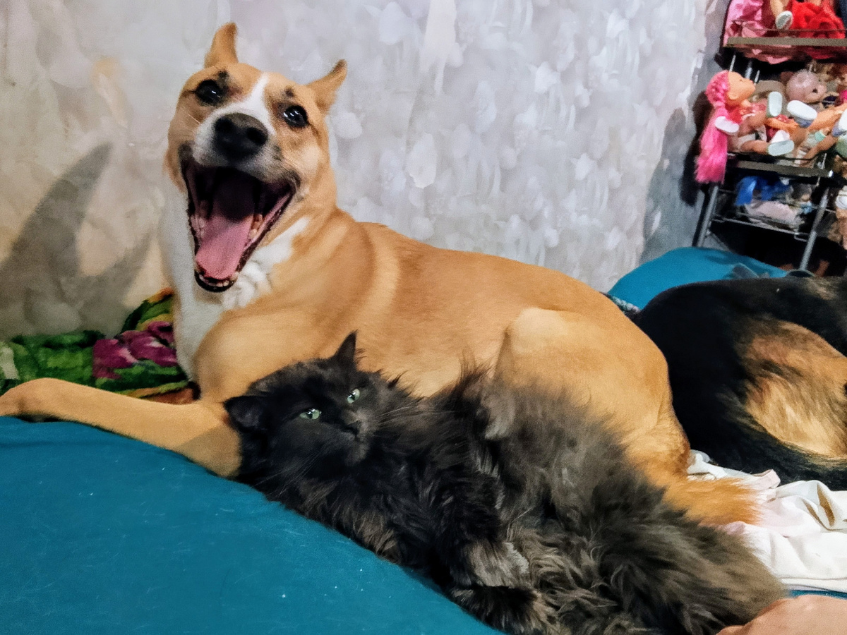 Алиса и Варя. Мне кажется, даже они немножко смеются