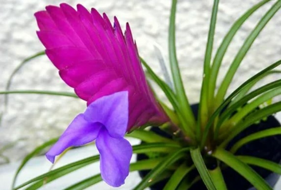 Тилландсия анита уход в домашних условиях