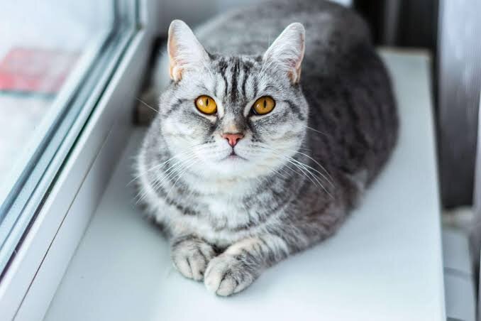 Фото из Интернета 