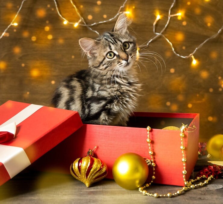 Фото из Интернета. 