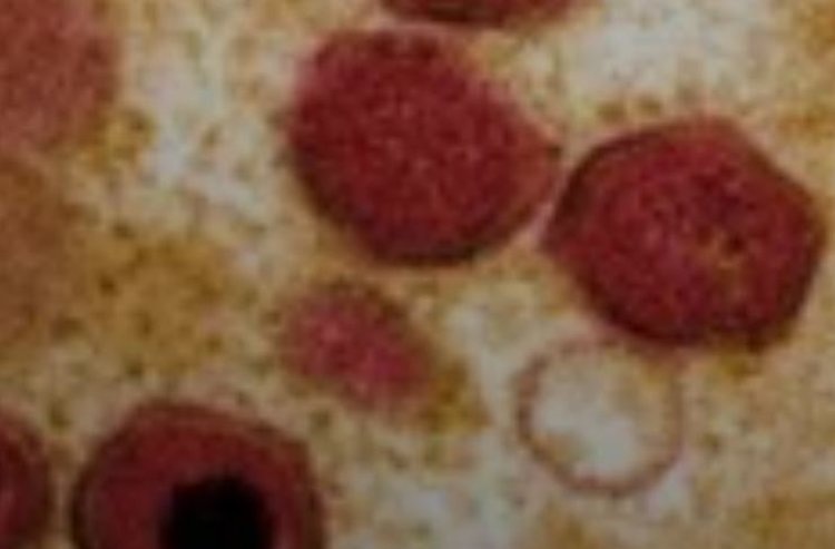    Фото: The Pirbright Institute