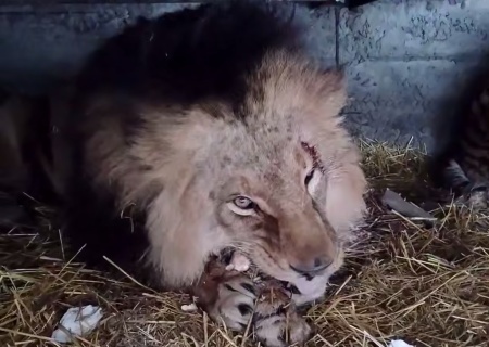 В Васильевке выжили 2 льва и 3 тигра после атаки украинского дрона