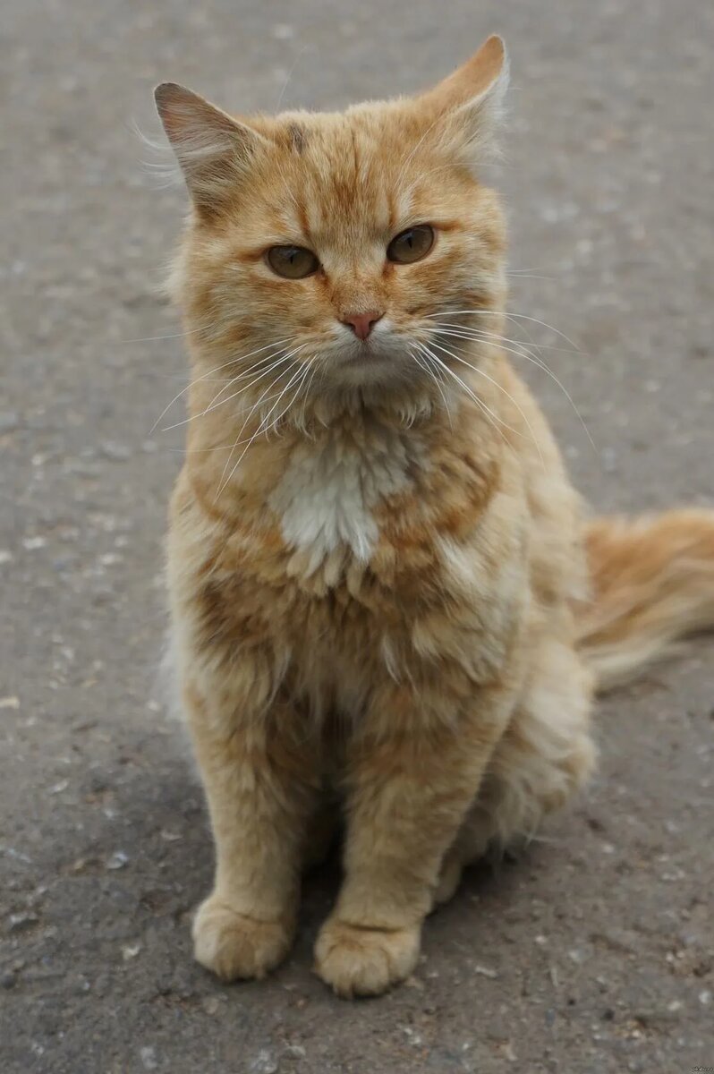 Нет это не ТА кошка. Фото взято из открытого источника, для иллюстрации текста.