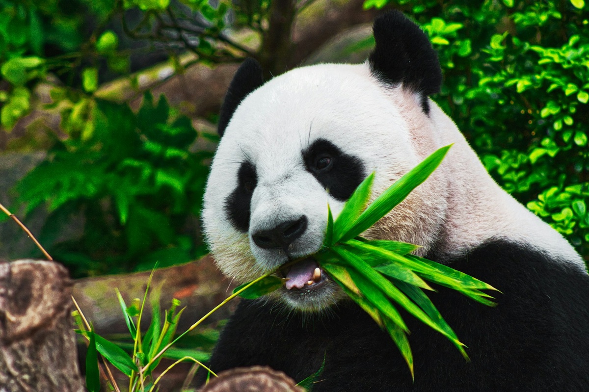 Япония прощается с пандами после решения китайской стороны.  Фото: Фото: unsplash.com
