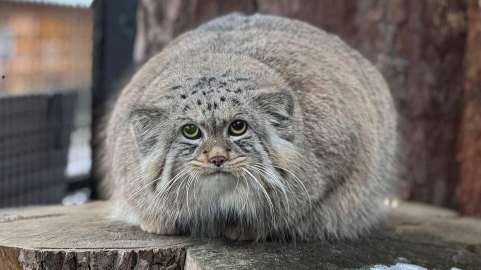    Фото: пресс-служба Ленинградского зоопарка