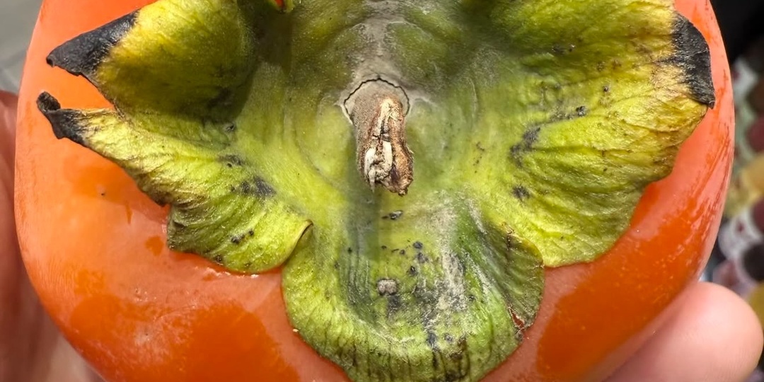 Что можно и нельзя диабетику на Новый год: мнение эндокринологов и диетологов