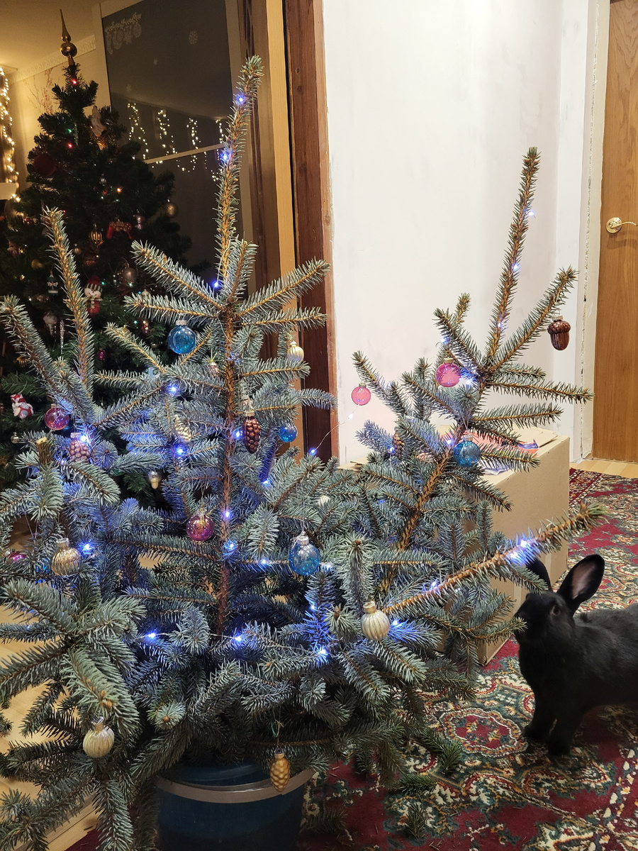 Кто как, а Себастьян заценил