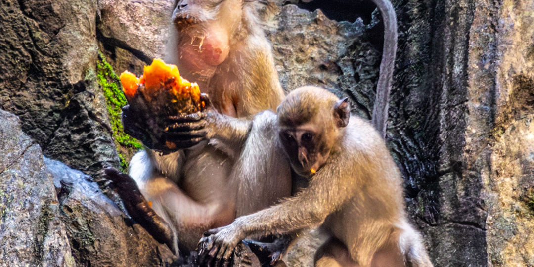 Пещеры Бату: 7 причин не ехать после праздника Тайпусам (личный опыт)