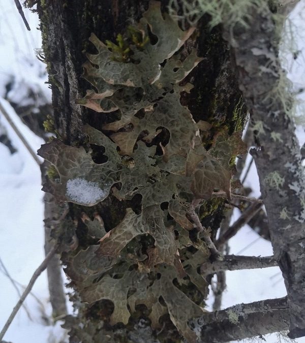    Марий Чодра | Национальный парк
