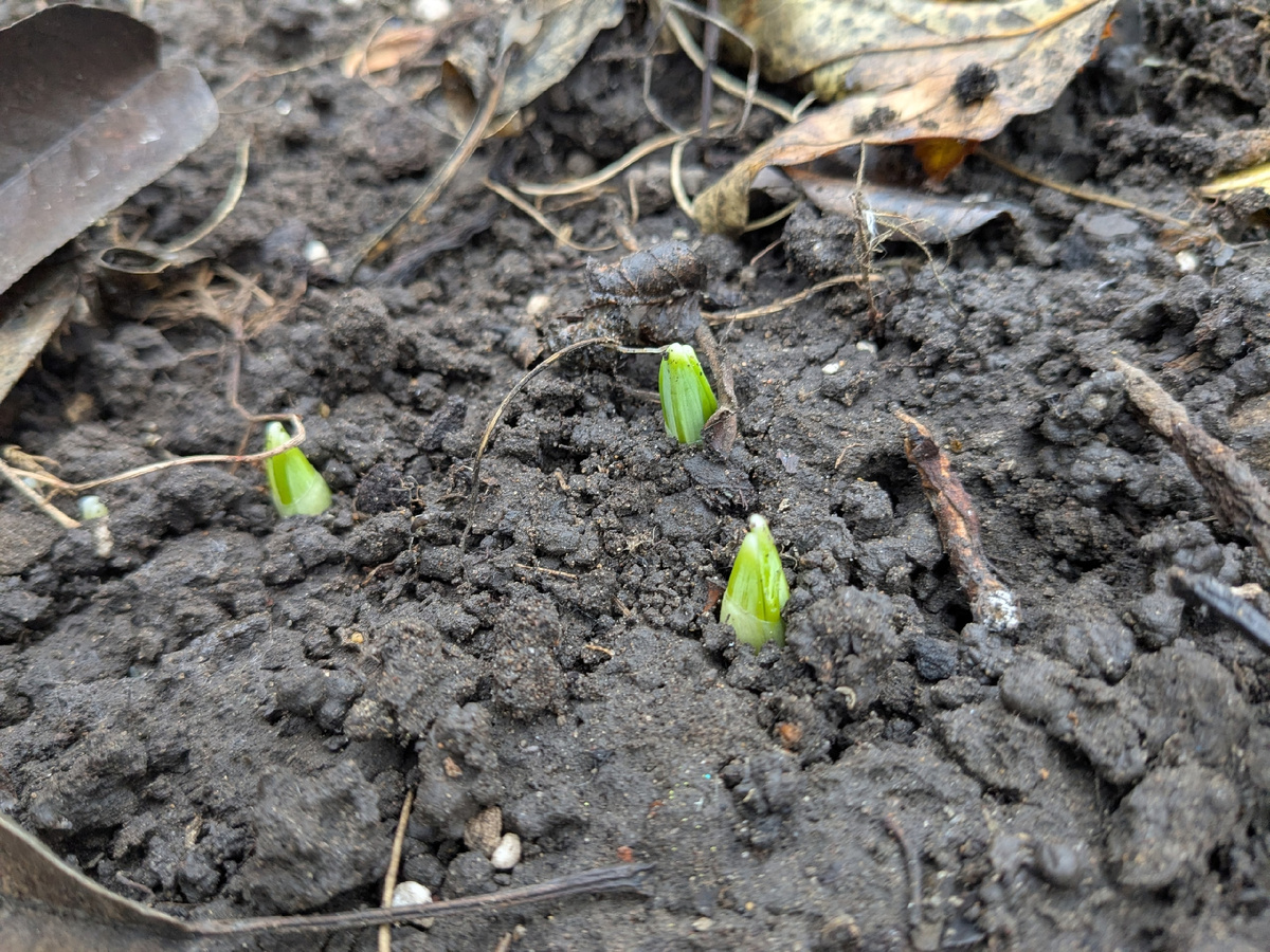 Начало декабря - галантусы готовы к весне