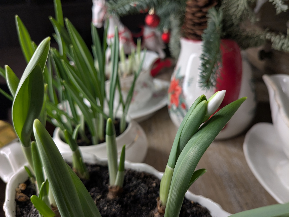 Галантус. Сегодня