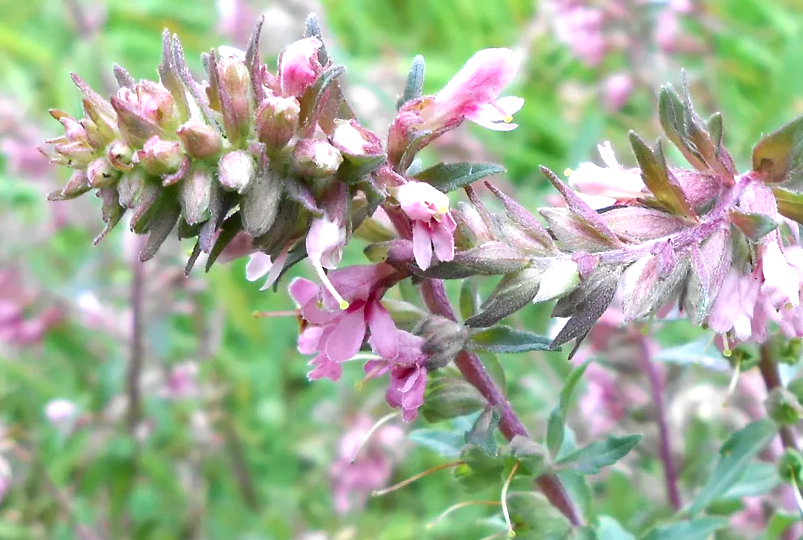 Зубчатка осенняя