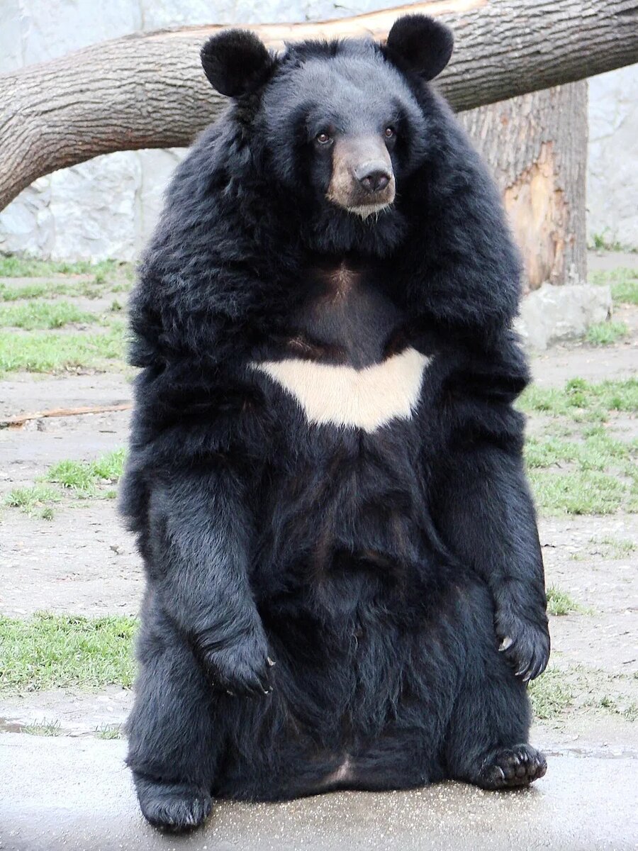 Чёрный медведь (лат. Ursus thibetanus). Источник: https://en.wikipedia.org/wiki/Asian_black_bear#/media/File:Ursus_thibetanus_3_(Wroclaw_zoo).JPG