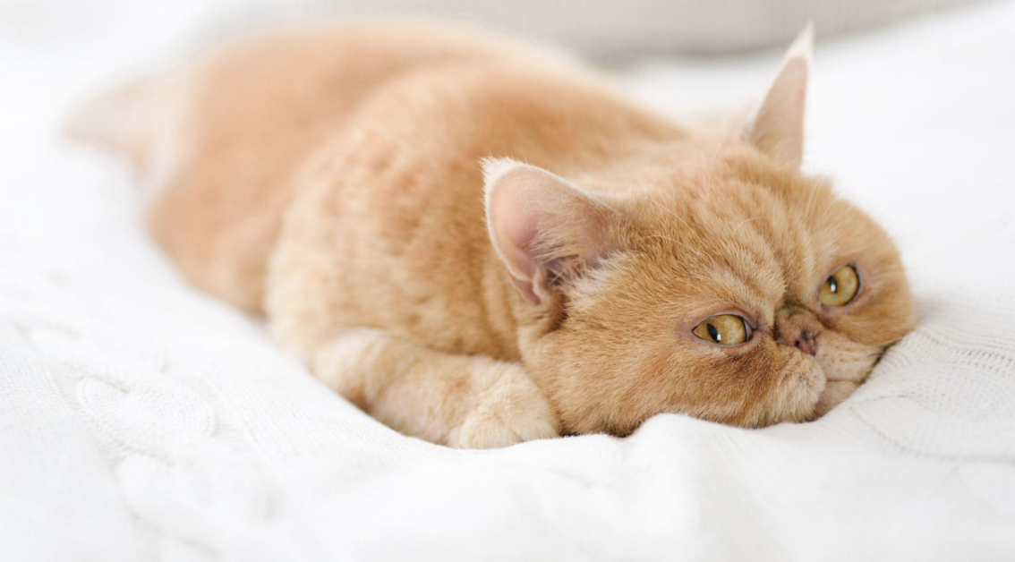 Фото: Kati4 / GoodFon