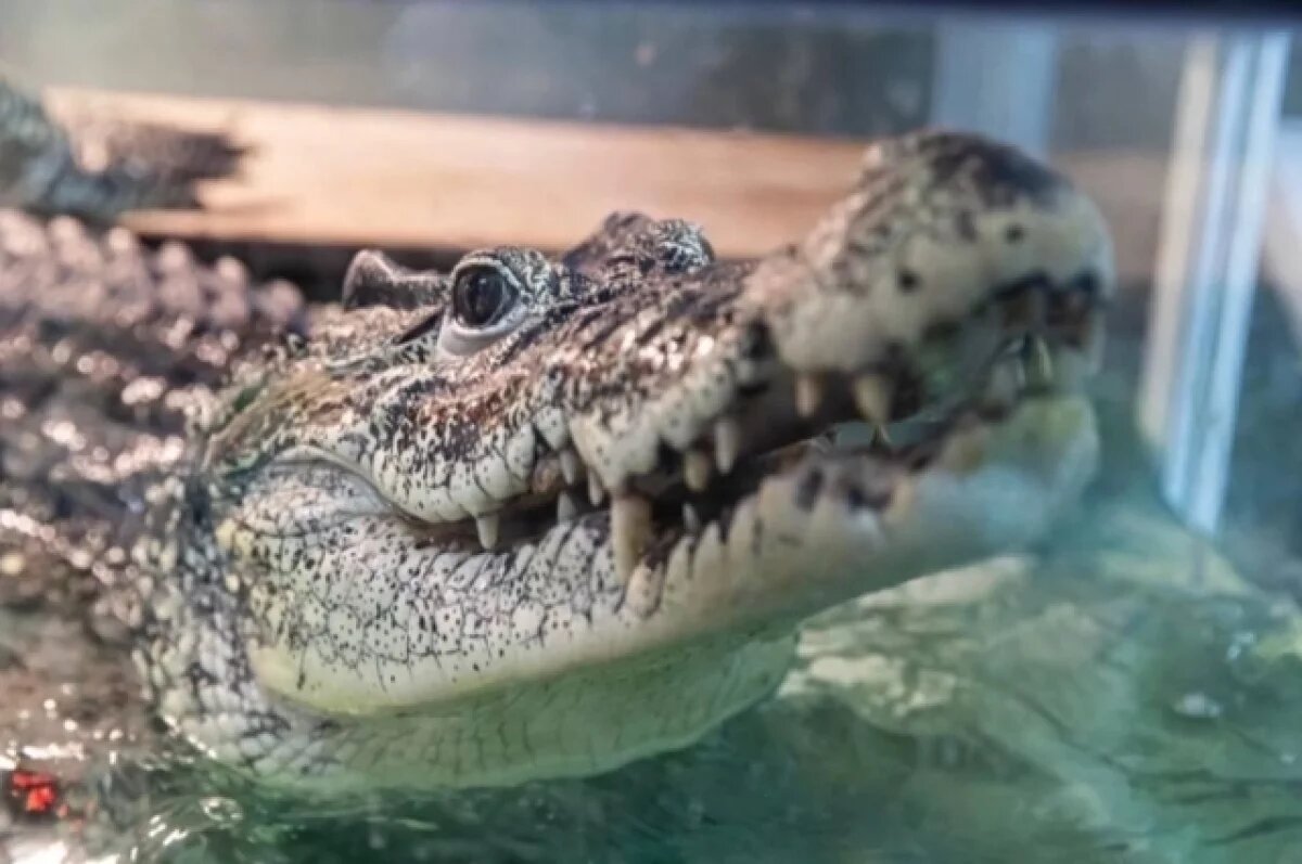    Крокодила Кузю из Новосибирска планируют отправить на историческую родину