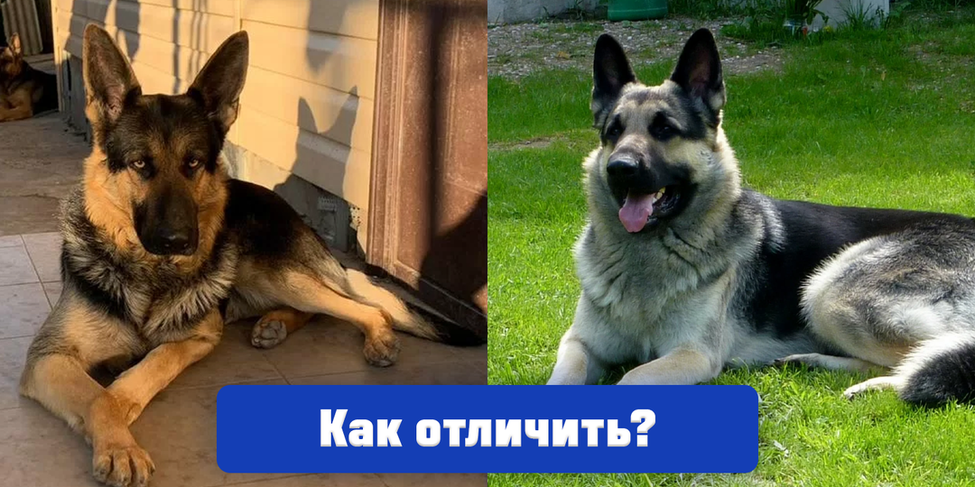 Берёте щенка? Узнайте, какая овчарка подходит именно вам: немецкая или восточноевропейская
