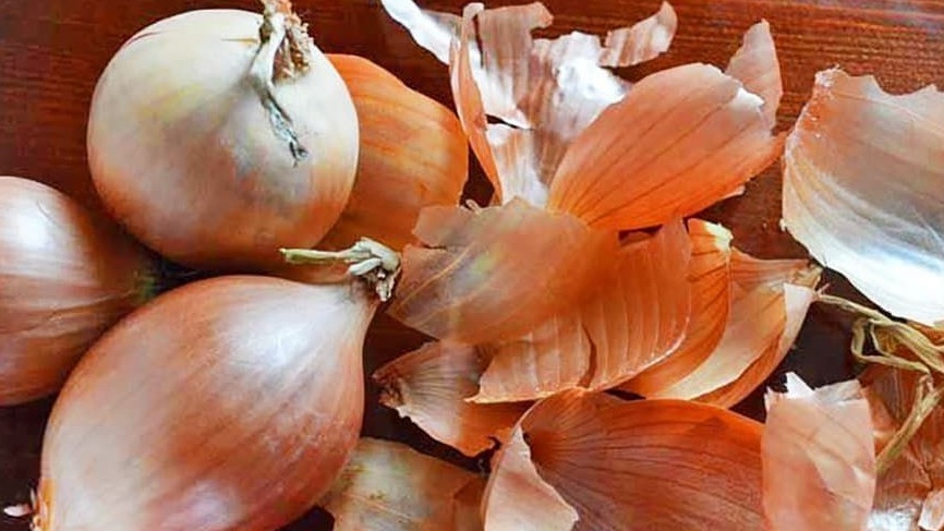 Правильно подготовленный лук для хранения
