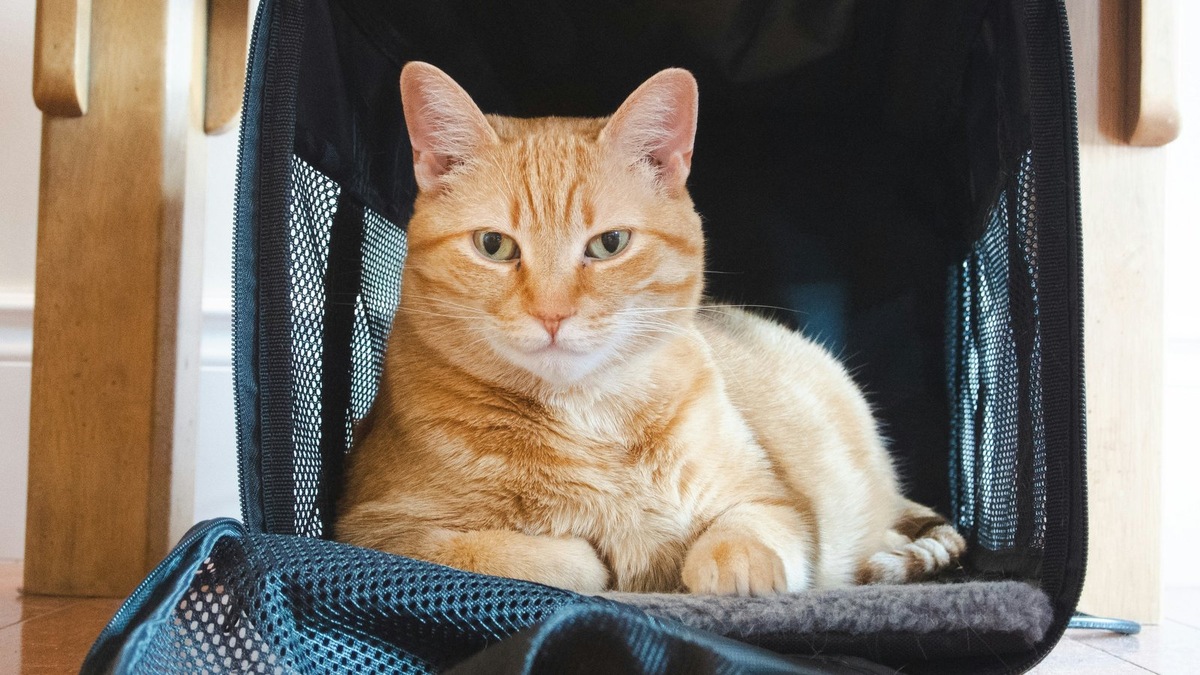    Новый сервис авиакомпании «Победа» позволяет не расставаться с питомцем во время путешествия