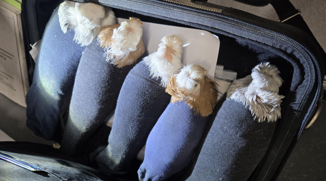 Фото: Северо-Западное таможенное управление