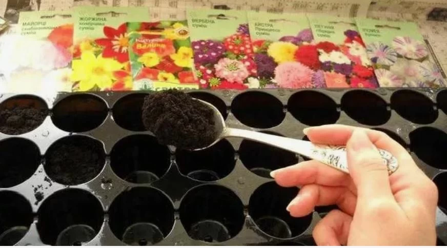 15 цветов, которые я сею уже В ЯНВАРЕ, и к маю получаю пышные цветущие кусты