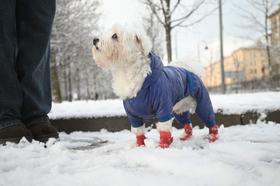    Да, малыш, тебе тоже по закону надо быть на поводке. Алексей БУЛАТОВ