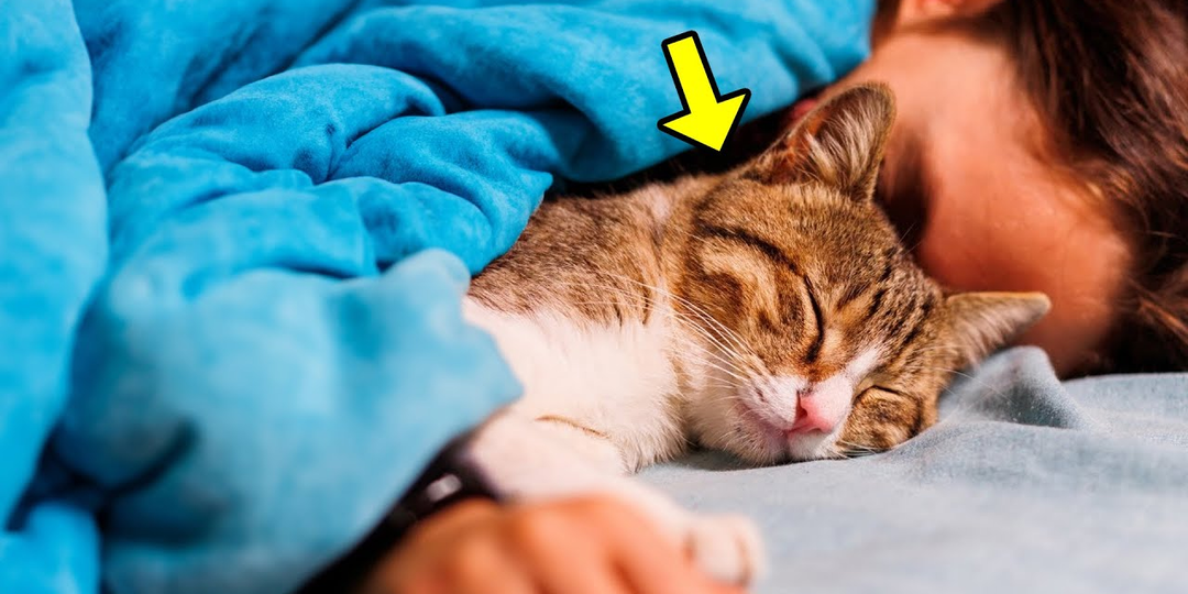 Почему кошка спит не с вами, а с ним? Причины, по которым она выбирает одного из хозяев
