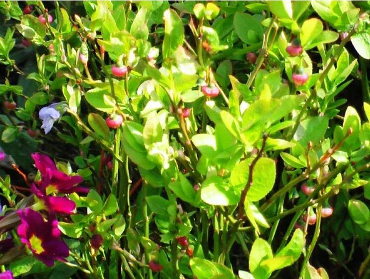 Все началось с лесной черники...