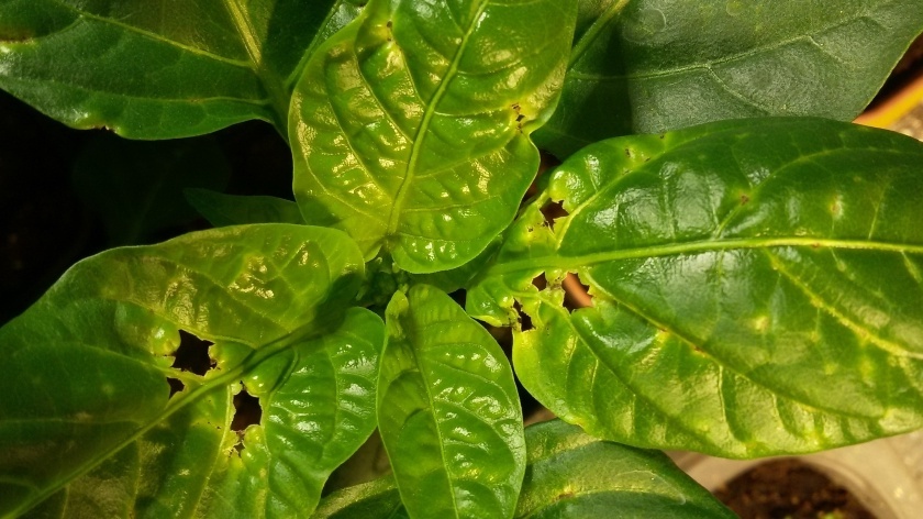 Результат неправильного мульчирования - слизни за ночь превратили перец в решето