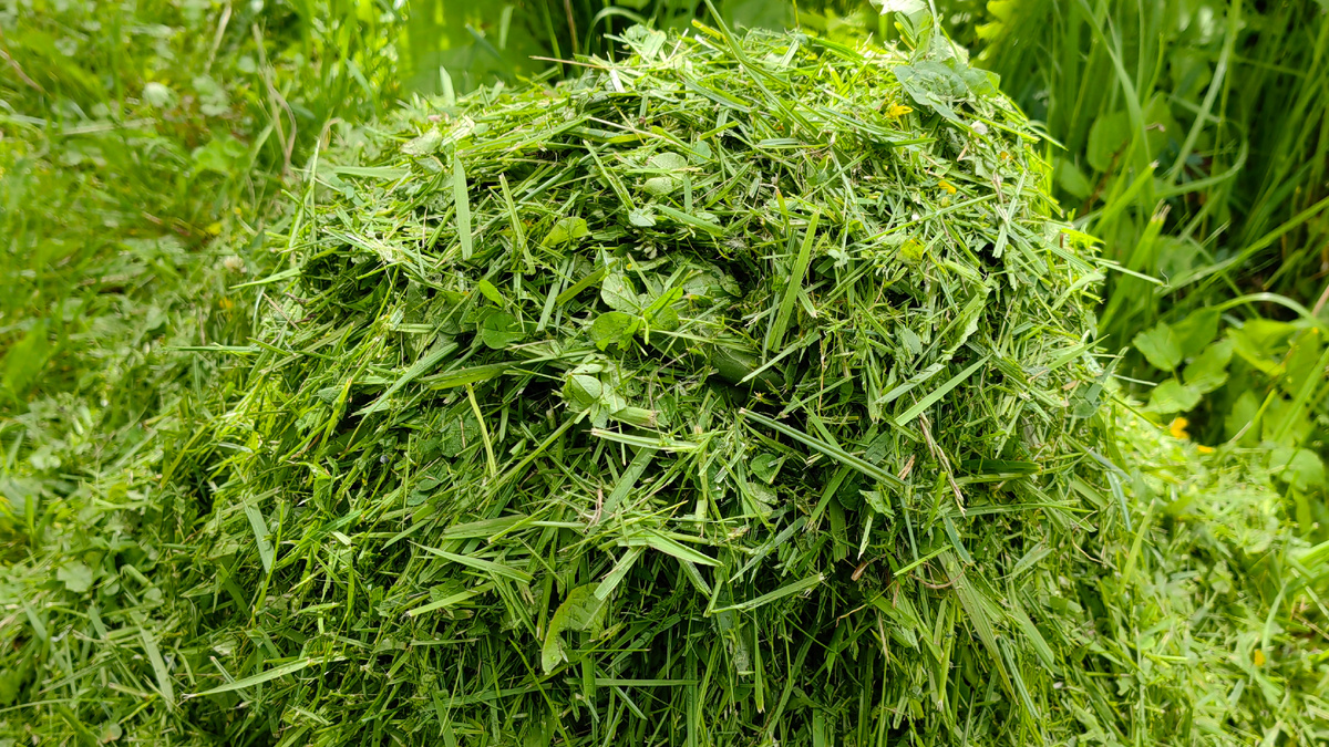 Свежая трава-рассадник проблем