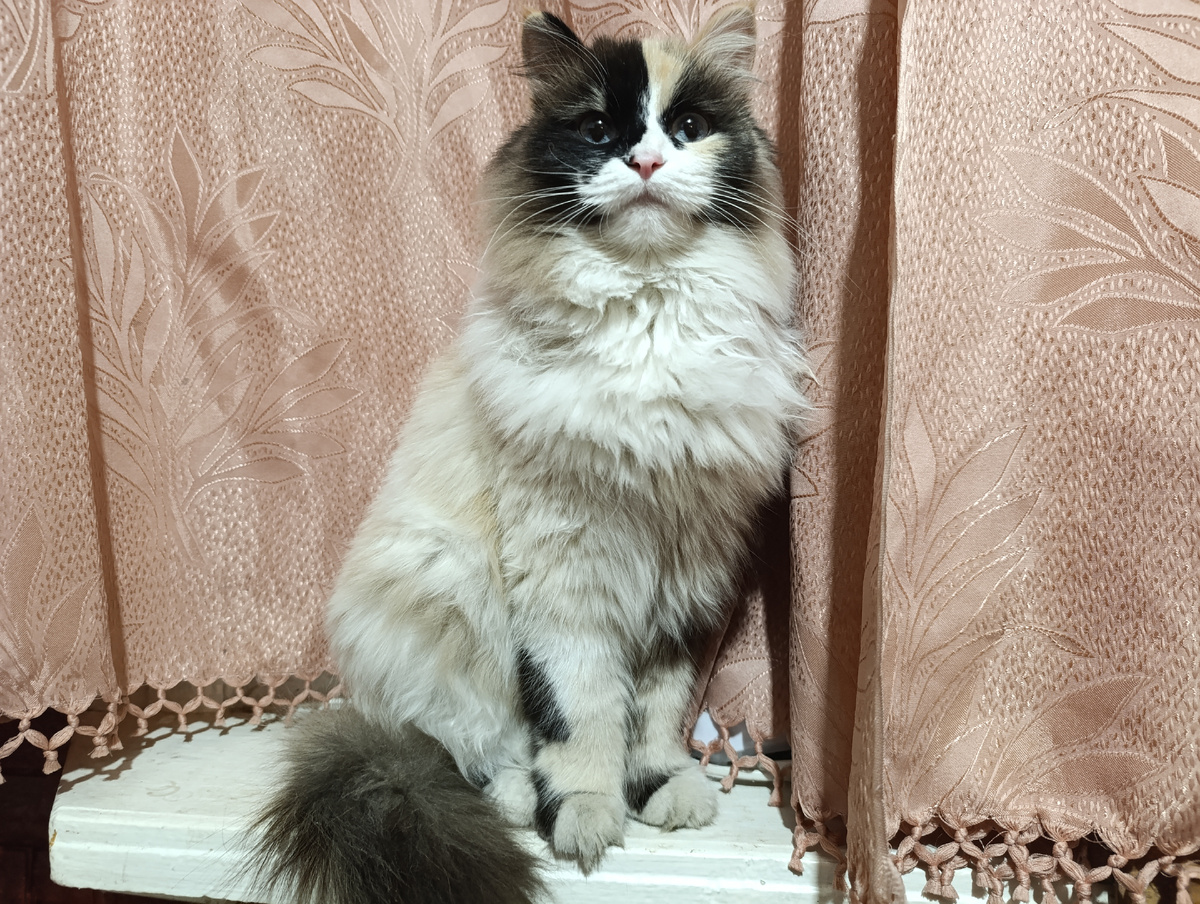 Кошка Манюня