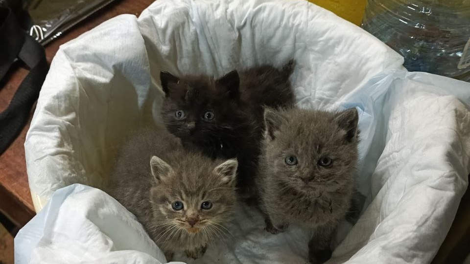 Помогите пожалуйста котятам, может кто сможет взять их до пристрайства в тепло и домой? Котята в гараже живут у мужчины