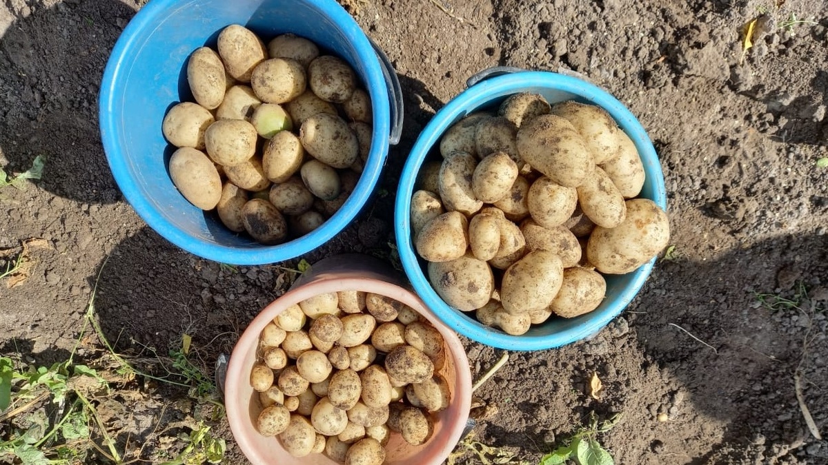 Урожай с 5 квадратных метров за 90 дней - три ведра молодого картофеля