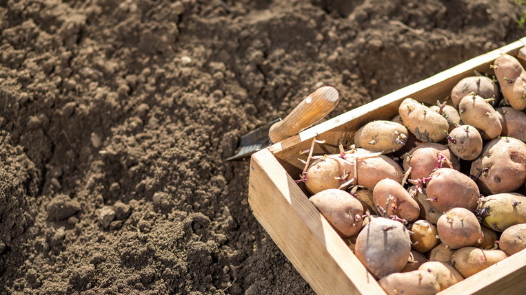 Готовый к посадке картофель с крепкими ростками после месяца проращивания