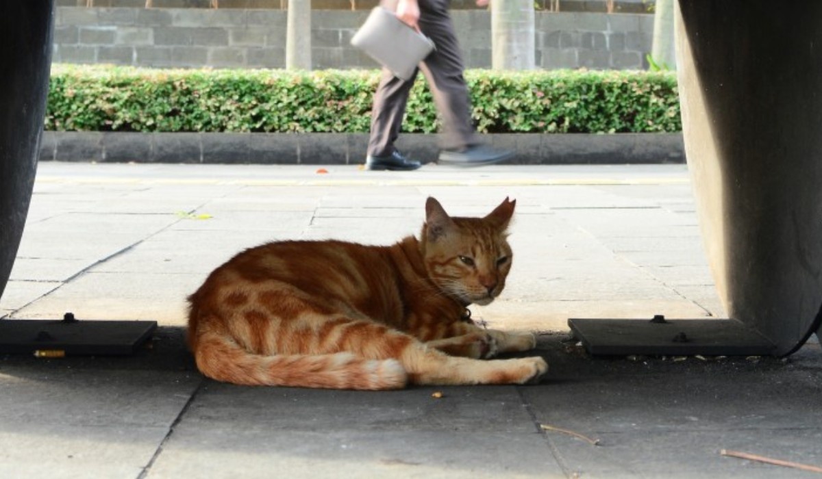 Фото: новостное агентство Asia News Network