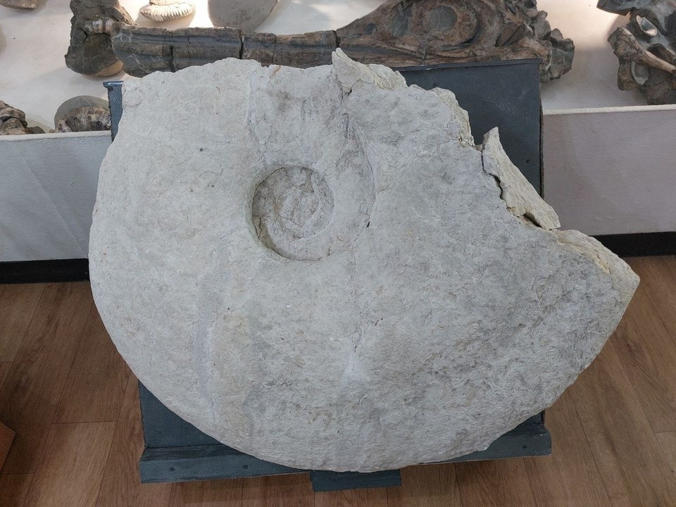    Ульяновцам привезли уникального древнего моллюска | ФОТО: Ундоровский палеонтологический музей